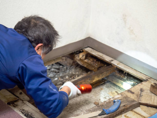 Best Residential Mold Removal  in Platteville, CO