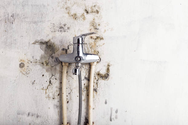 Best Local Mold Removal Service  in Platteville, CO