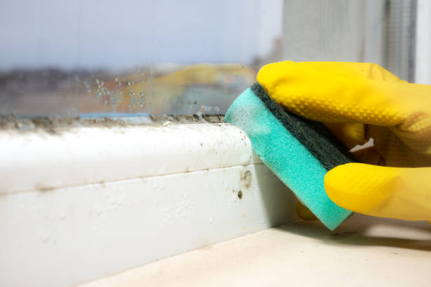 Best Black Mold Removal  in Platteville, CO