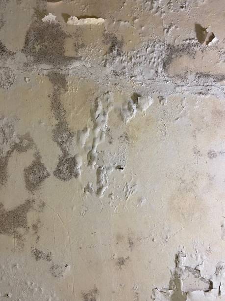 Best Commercial Mold Removal  in Platteville, CO
