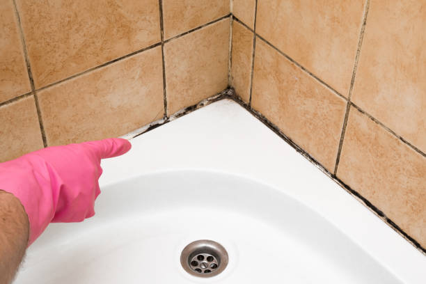 Mold Testing and Removal in Platteville, CO
